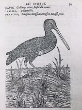 Bécasseau 1557 bécasse d'occasion  Tuchan