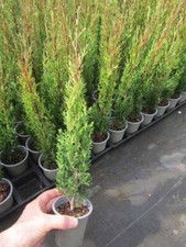 Cupressus sempervirens totem gebraucht kaufen  Wuppertal