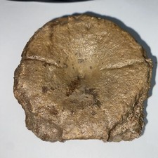Ichthyosaur fossil vertebrae for sale  Fountain