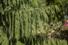 Chamaecyparis nootkatensis pen gebraucht kaufen  Westerstede