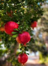 Punica granatum cv. usato  Napoli