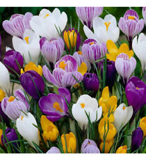 Crocus bulbs spring for sale  WISBECH