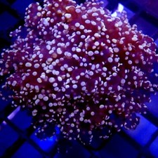 Pink frogspawn coral for sale  San Dimas
