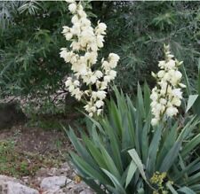 Yucca filamentosa plant for sale  SOUTH CROYDON