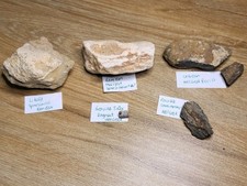 Incredible dinosaur fossil for sale  SOLIHULL
