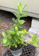 Pineapple guava fruit for sale  Webster