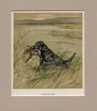 Labrador retriever vernon for sale  SPALDING