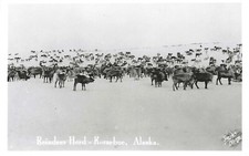Kotzebue alaska reindeer for sale  Rusk