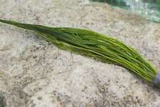 Ranunculus aquatilis oxygen for sale  MARKET RASEN