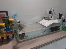 Acquario completo vari usato  Treviso Bresciano