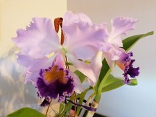 Cattleya dinard blue for sale  CHELMSFORD