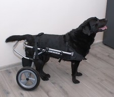 Carrello deambulatore per usato  Spedire a Italy