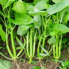 Water spinach kong for sale  Edison