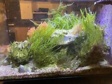 Caulerpa prolifera marine for sale  CHESTER