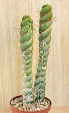 Eulychnia castanea spiralis usato  Baranzate