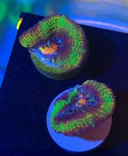Prism halo rainbow for sale  HATFIELD