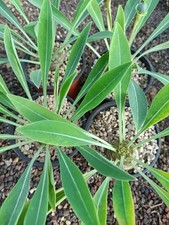 Euphorbia bupleurifolia plante d'occasion Euphorbia bupleurifolia plante d'occasion  Sainte-Croix-Volvestre