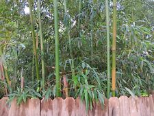 Live bamboo fast for sale  Macclenny