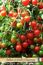 Tomate cerise chadwick d'occasion  Bourthes