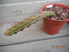 Aporocactus malisonii pot for sale  WICKFORD