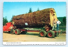Giant oregon fir for sale  Palm Bay
