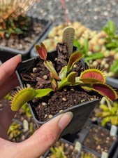 Dionaea funnel trap d'occasion  Cormeilles-en-Vexin