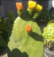 Prickly pear cactus for sale  Hamlet
