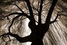 Black weeping willow for sale  Russell