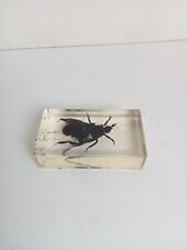 Insectes collection résine d'occasion  Saint-Loup-sur-Semouse