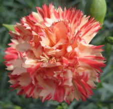 Orange sherbet carnation for sale  FERRYHILL