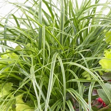 Carex oshimensis everlime for sale  UK