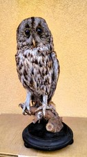 uccelli caccia usato uccelli caccia usato Orsago