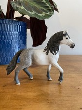 andalusian stallion for sale  NEWTON ABBOT