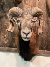 Exotic corsican mouflon for sale  Florence