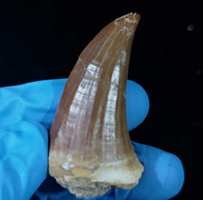 Extremely rare mosasaur for sale  North Las Vegas