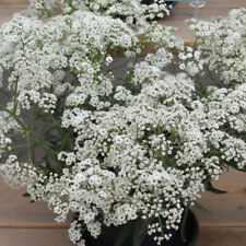 gypsophila for sale gypsophila for sale LLANDYSUL