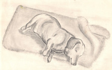 Dachshund wiener dog for sale  Sierra Vista