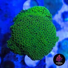 Large sunset montipora for sale  STOCKPORT