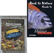 Malawi cichlids natural for sale  STOCKTON-ON-TEES