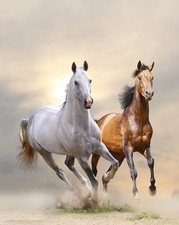 Wild free tempered for sale  Claymont