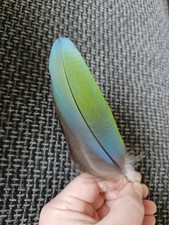 Grün blau türkis gebraucht kaufen  Haarbach