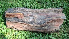 Versteinerter baumstamm fossil gebraucht kaufen  Besigheim