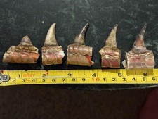 Individual real wild for sale  Asheville