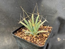 Leuchtenbergia principis cactu usato  Massafra