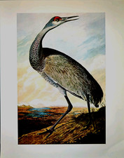 John james audubon for sale  Sahuarita