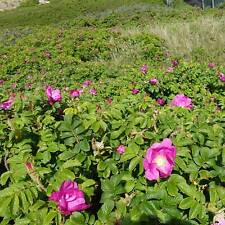 Hagebutte syltrose sorten gebraucht kaufen  Elmshorn