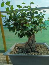 Bonsai olmo usato  Montevarchi