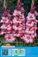 Ausverkauf gladiolus gladiole gebraucht kaufen  Erfurt