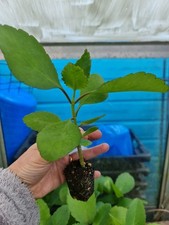 Kalanchoe pinata young for sale  GLENROTHES