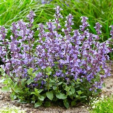 Nepeta purrsian blue for sale  UK